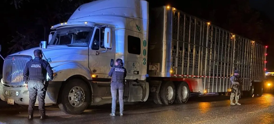 Policías Sanjunenses localizan y recuperan tractocamión que trasladaba ganado.