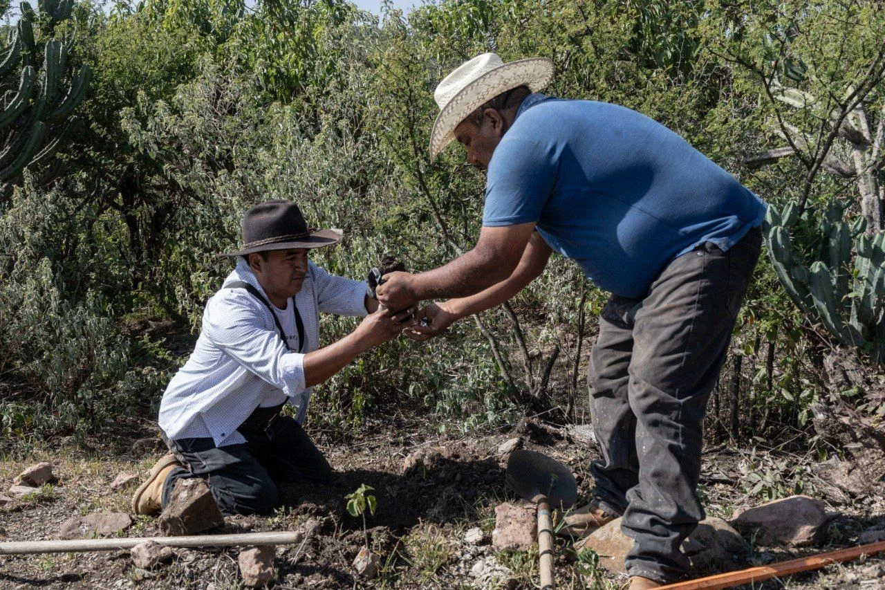 JAPAM fortalece acciones de reforestación para la recarga del acuífero con jornada en el Ejido Arcila.