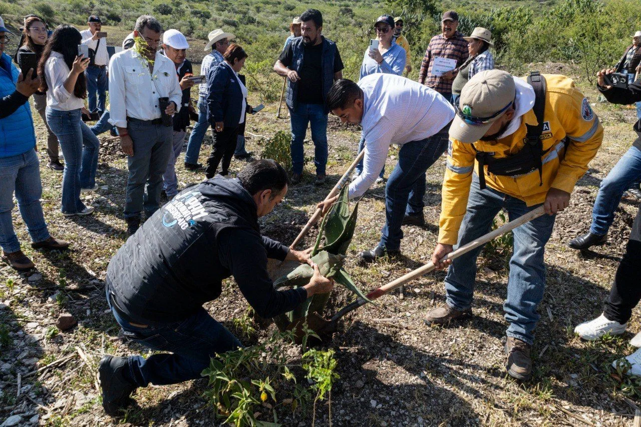 JAPAM fortalece acciones de reforestación para la recarga del acuífero con jornada en el Ejido Arcila.