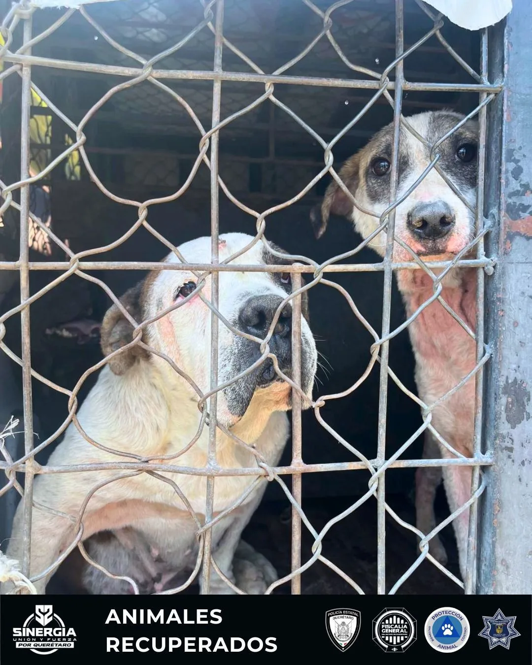 El domicilio en donde maltrataban a caninos en SJR; fue asegurado por la Fiscalía.