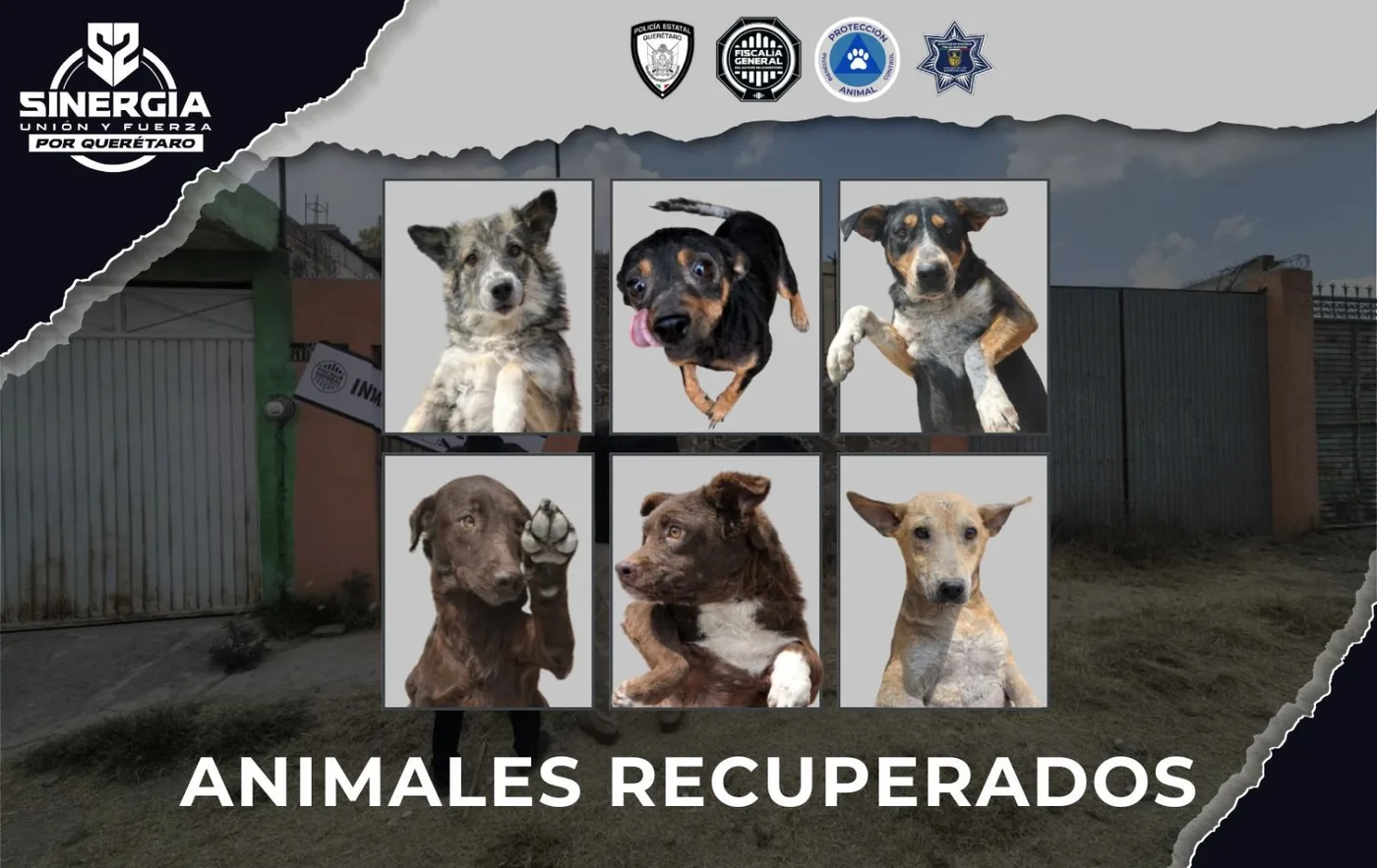 El domicilio en donde maltrataban a caninos en SJR; fue asegurado por la Fiscalía.